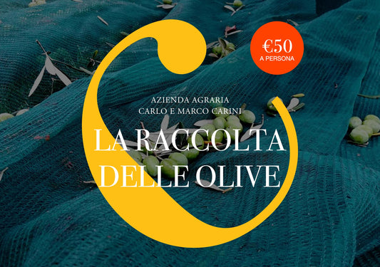 La Raccolta delle Olive