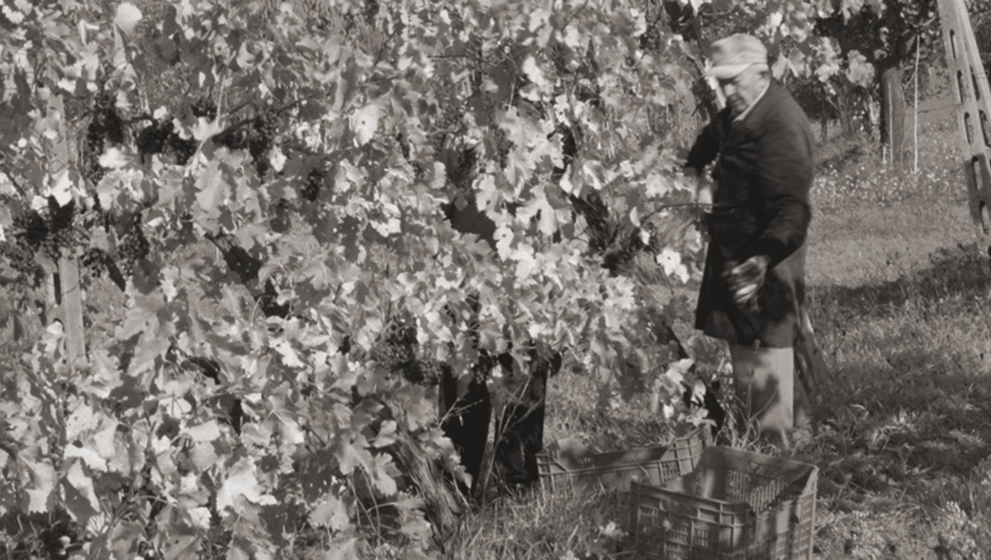 AZIENDA AGRARIA CARLO & MARCO CARINI