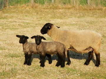 <strong>ALLEVAMENTO DI PECORE SUFFOLK</strong>