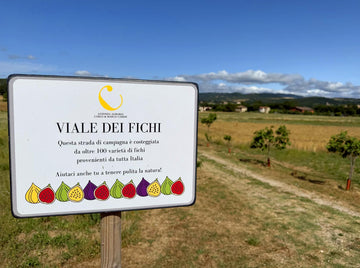 <strong>VIALE DEI FICHI</strong>
